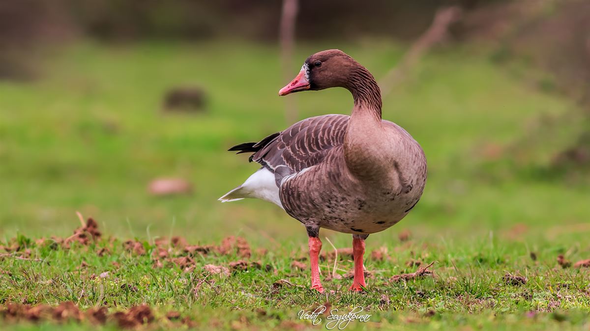 Greater White-fronted Goose