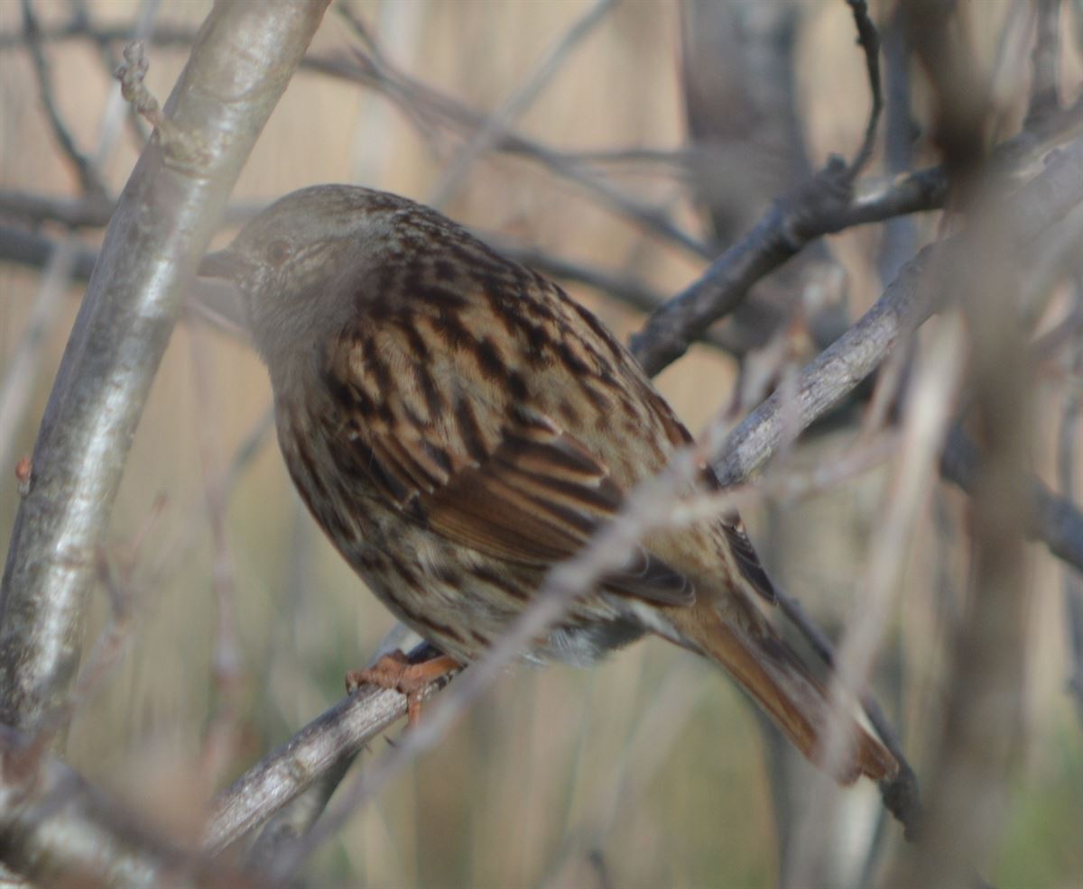 Dunnock