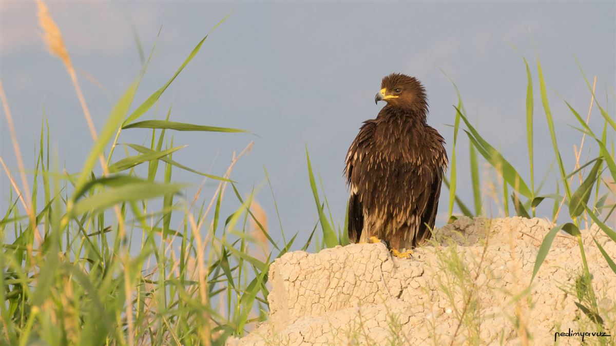 Greater Spotted Eagle