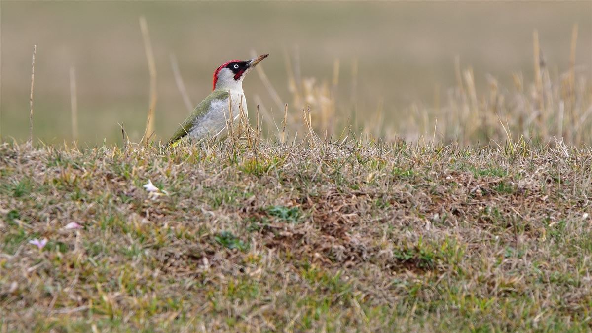 European Green Woodpecker
