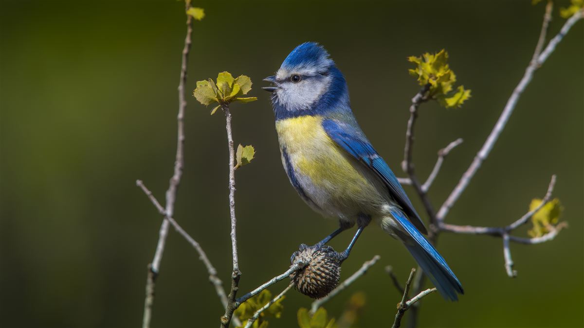 Eurasian Blue Tit