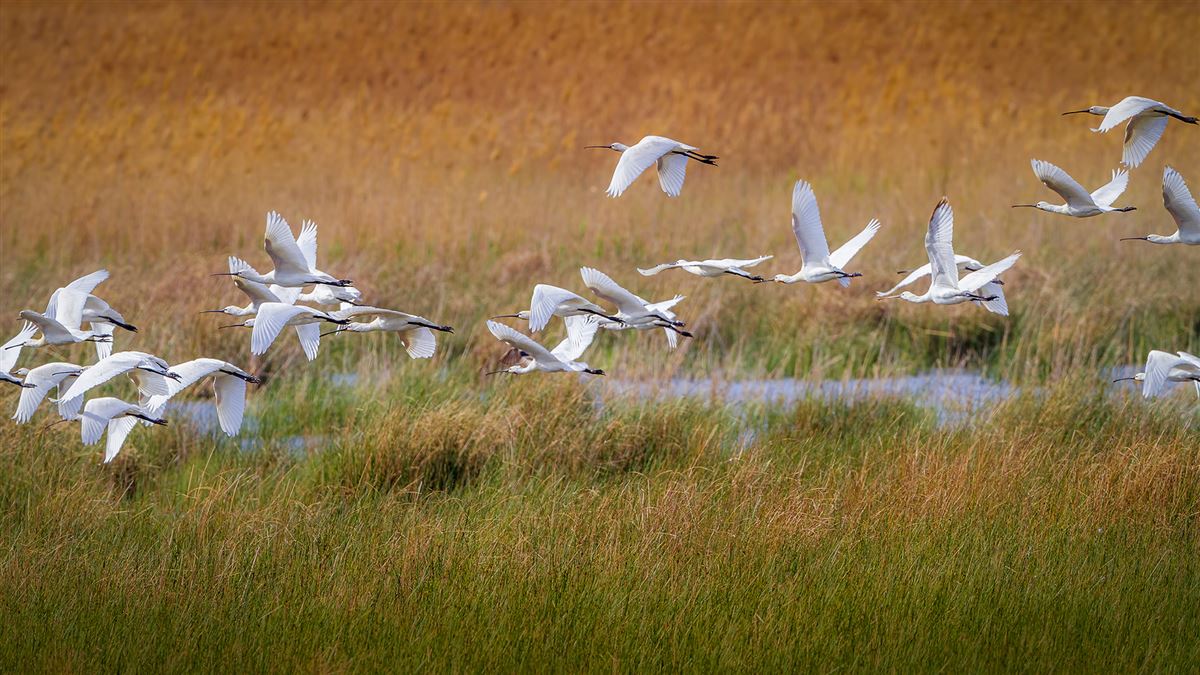 Eurasian Spoonbill