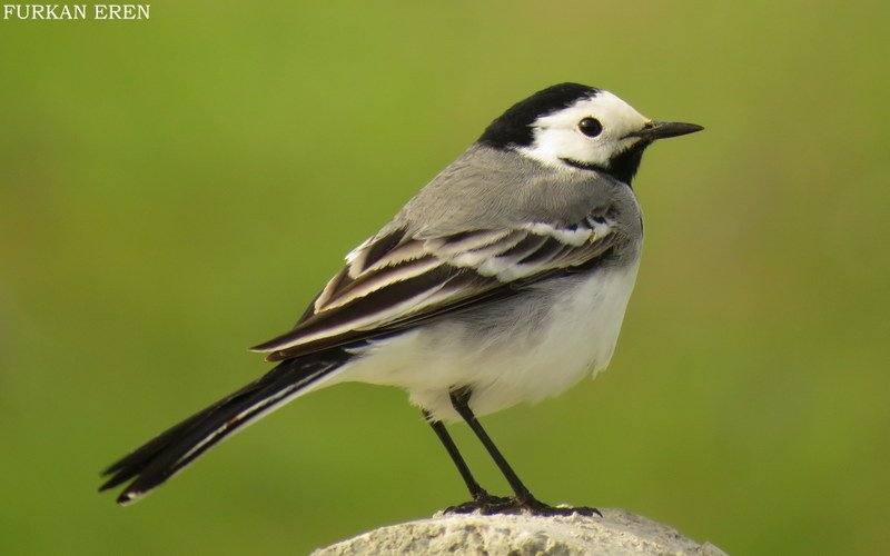 White Wagtail