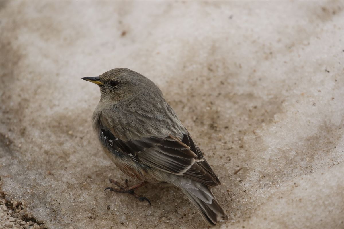 Alpine Accentor