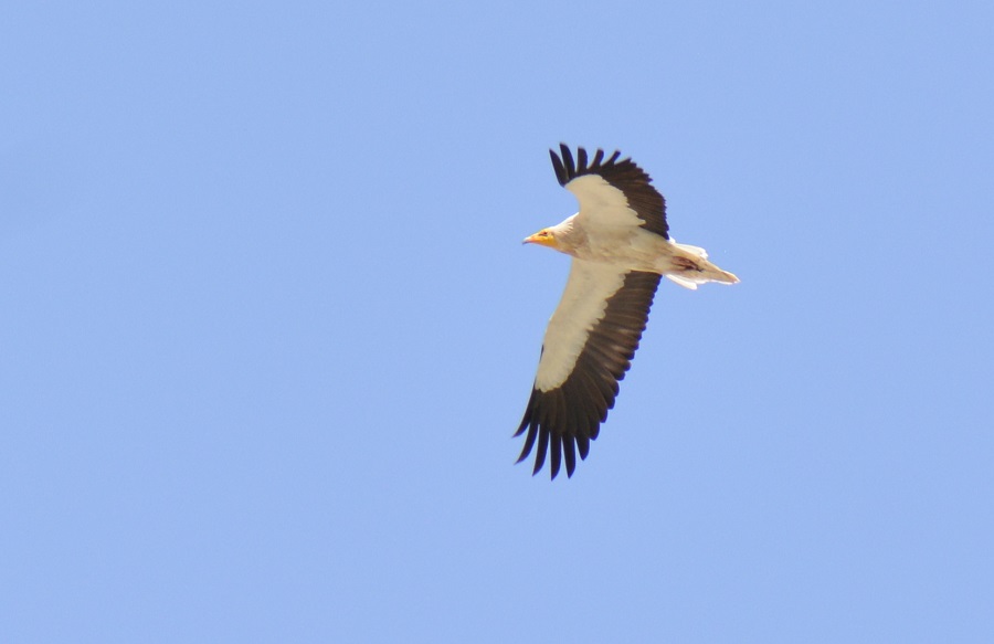 Egyptian Vulture