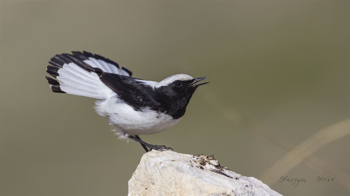 Finsch`s Wheatear