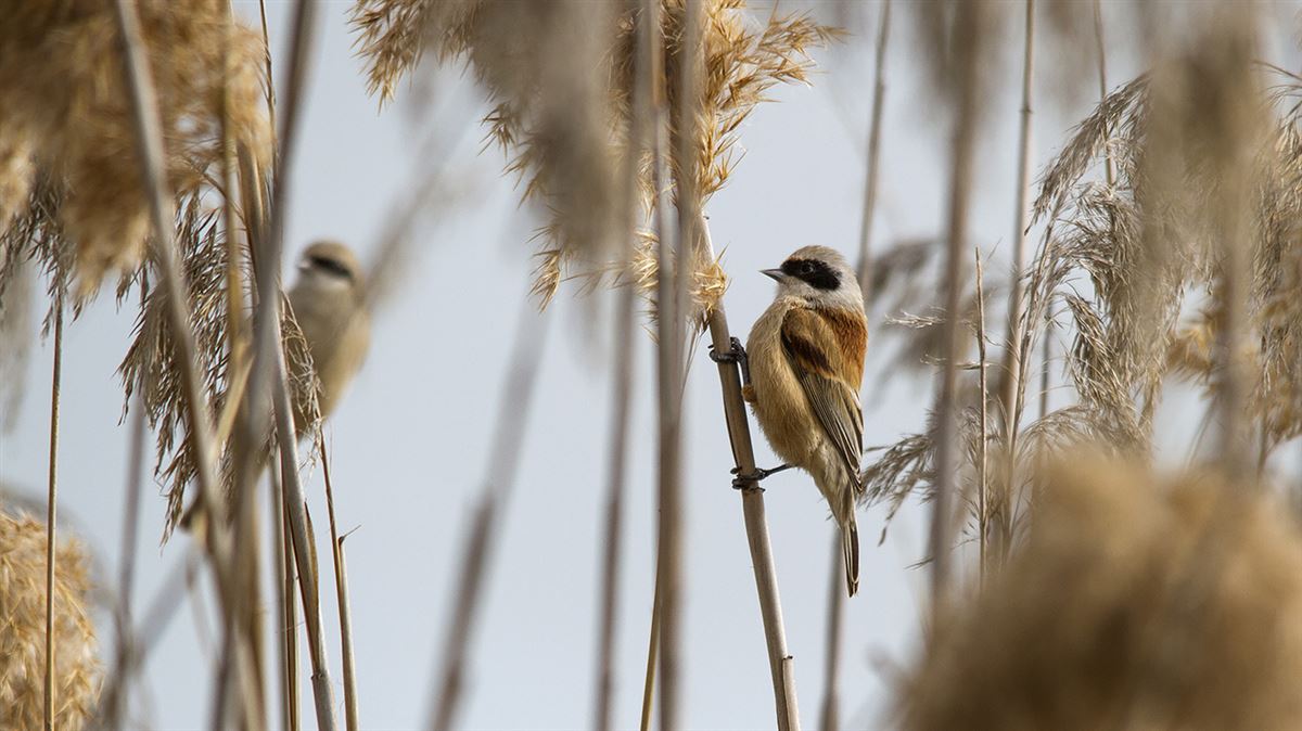 Eurasian Penduline Tit