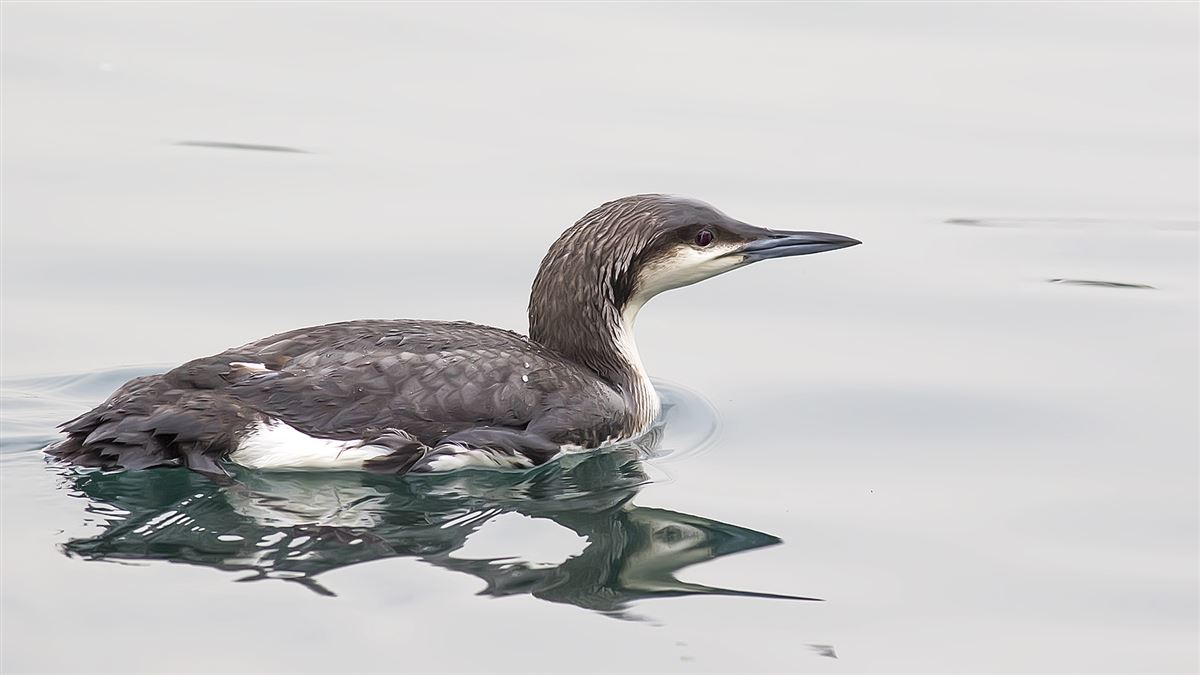 Black-throated Loon