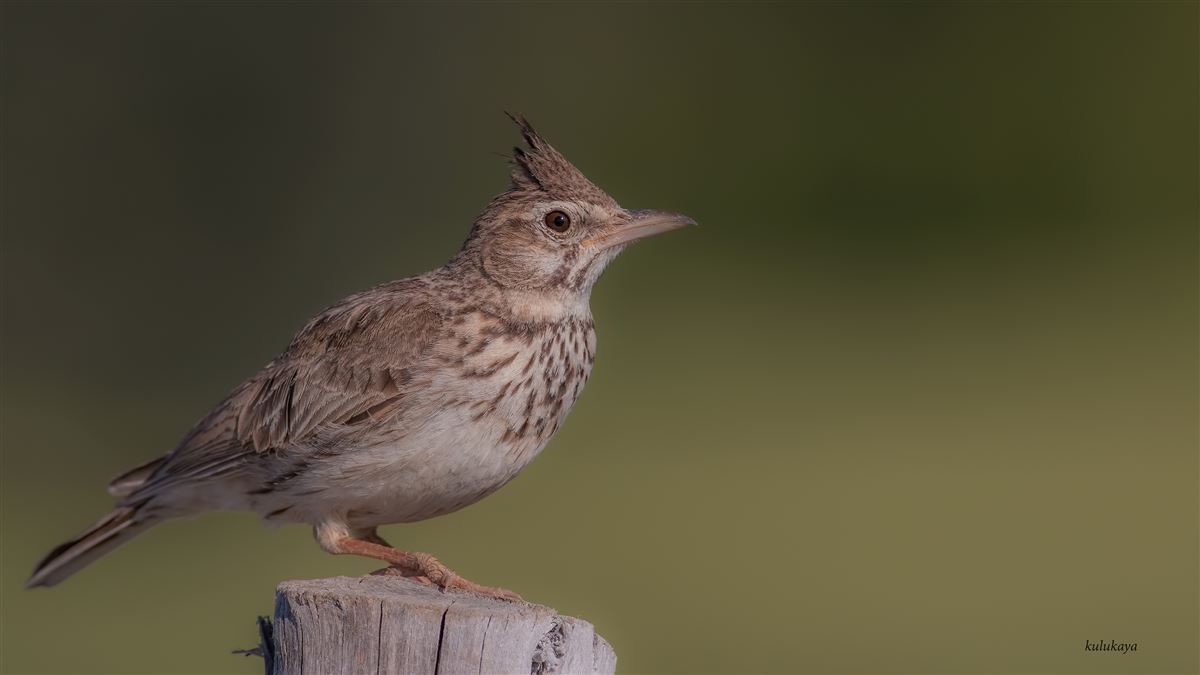 Crested Lark