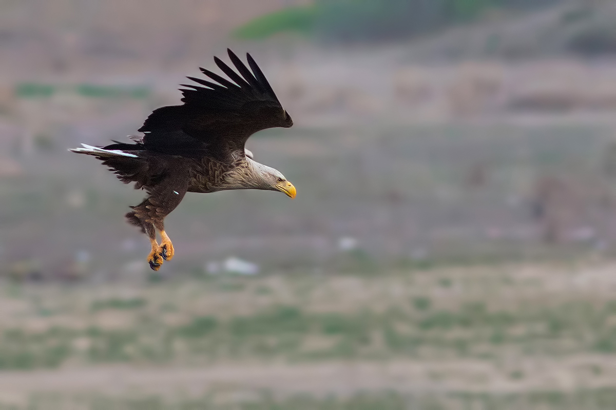 White-tailed Eagle