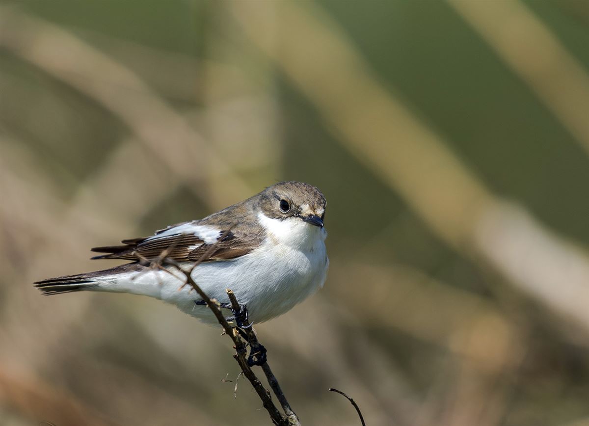 European Pied Flycatcher