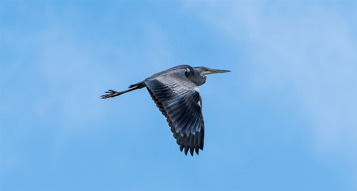 Grey Heron