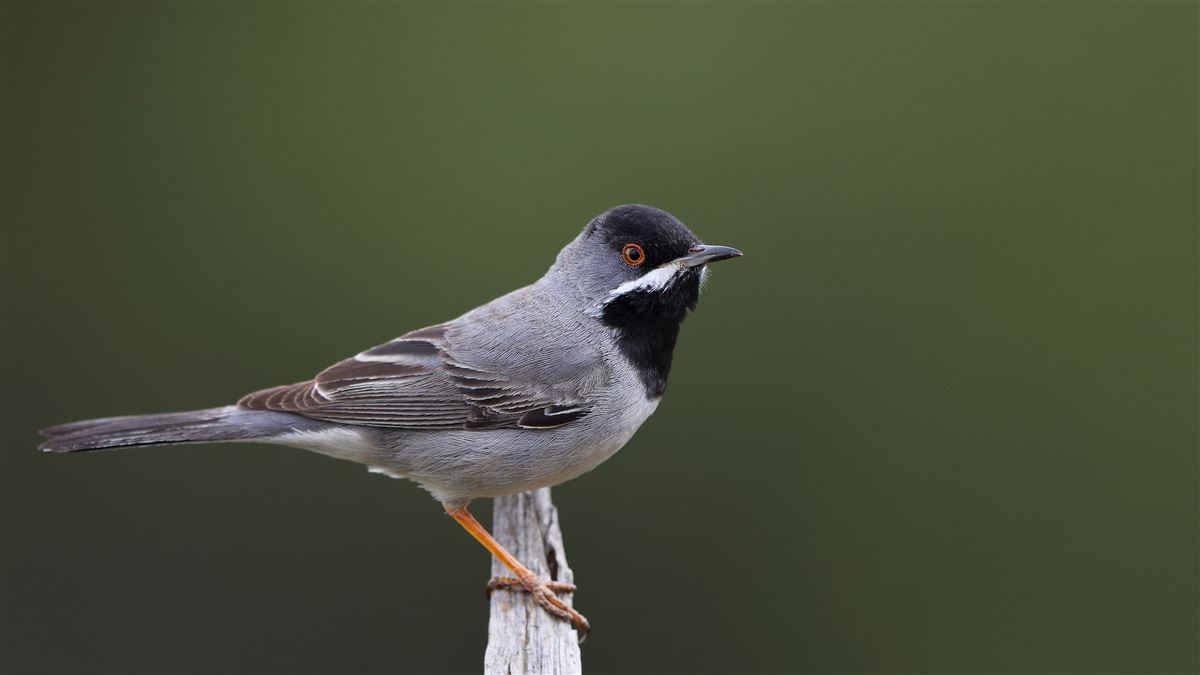 Rüppell`s Warbler