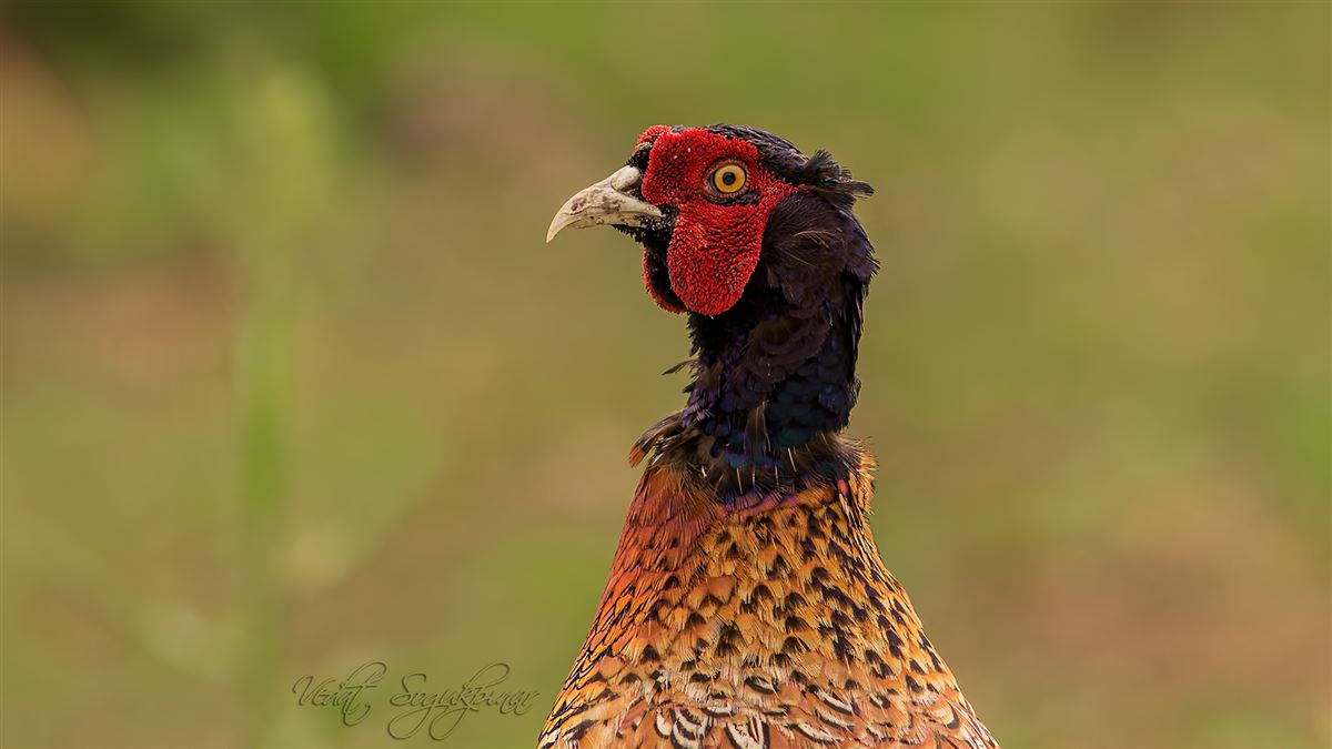 Common Pheasant