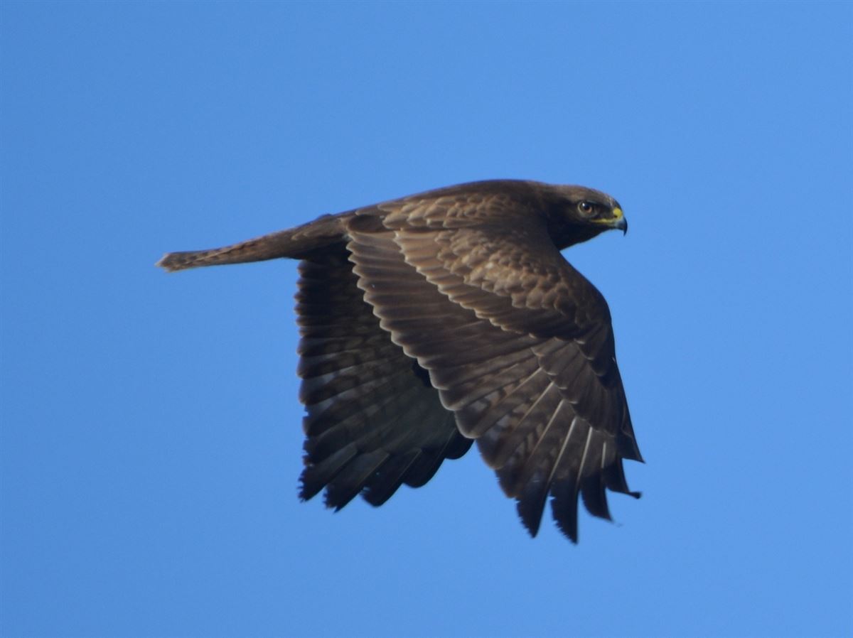 Common Buzzard