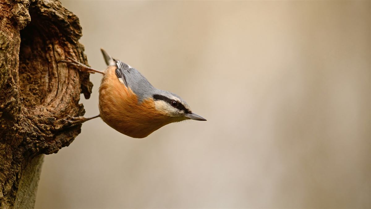 Eurasian Nuthatch