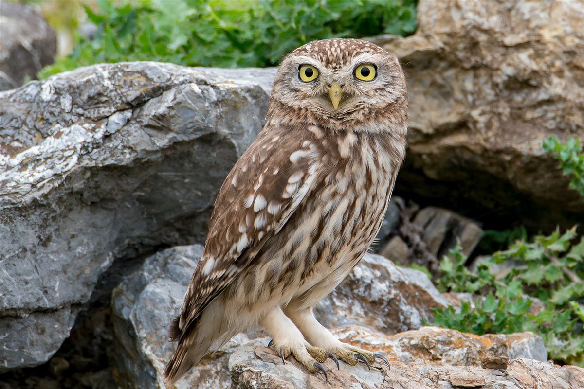 Little Owl