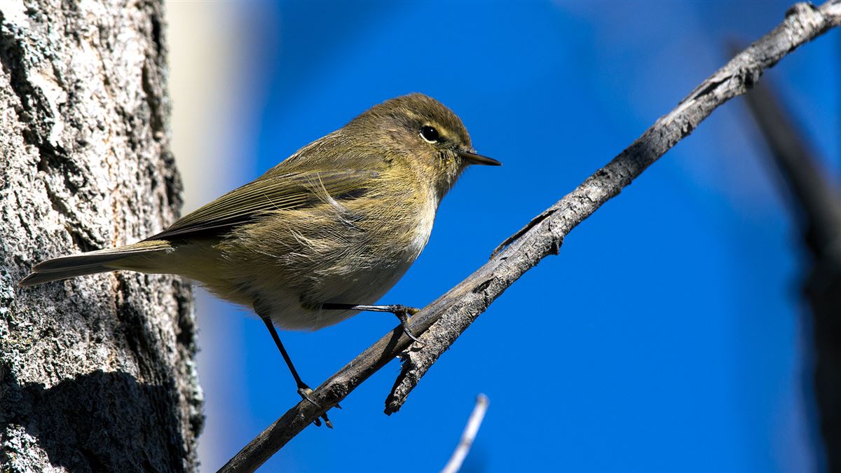Common Chiffchaff