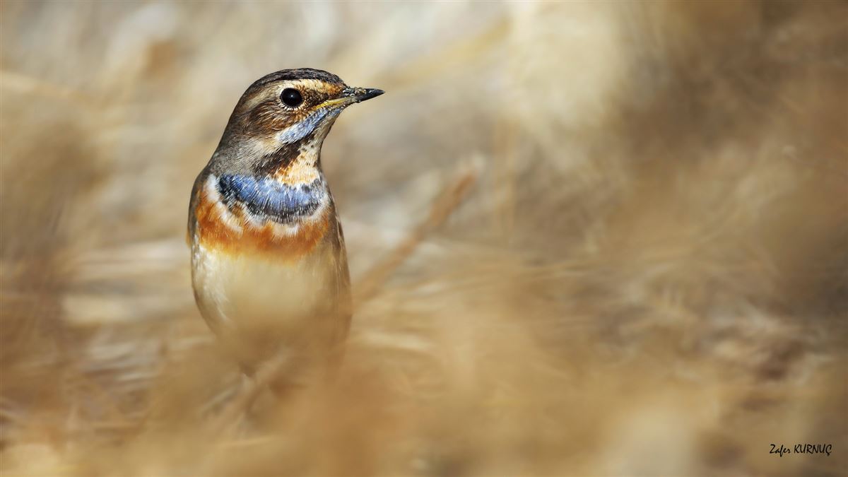 Bluethroat
