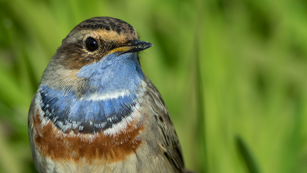 Bluethroat