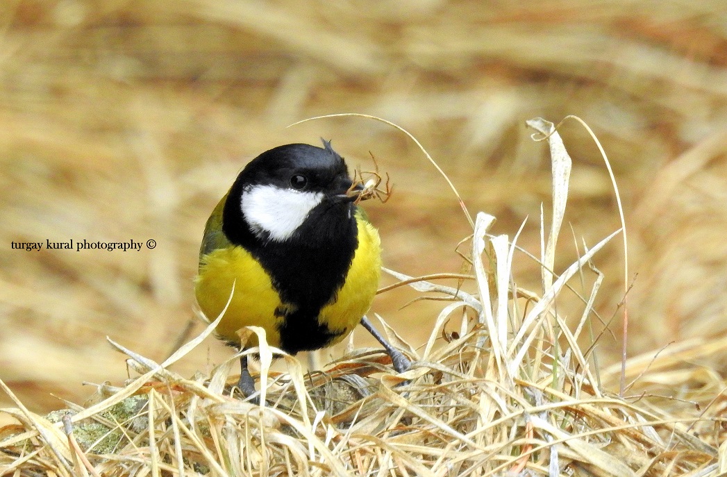 Great Tit