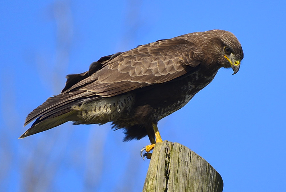 Common Buzzard