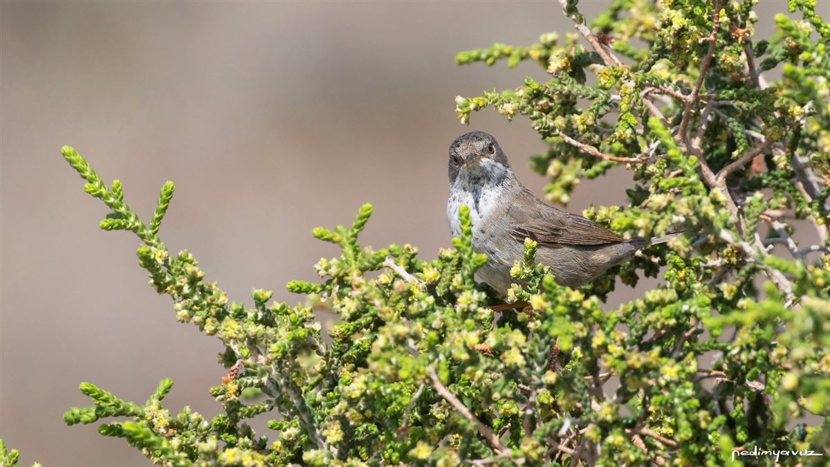 Cyprus Warbler