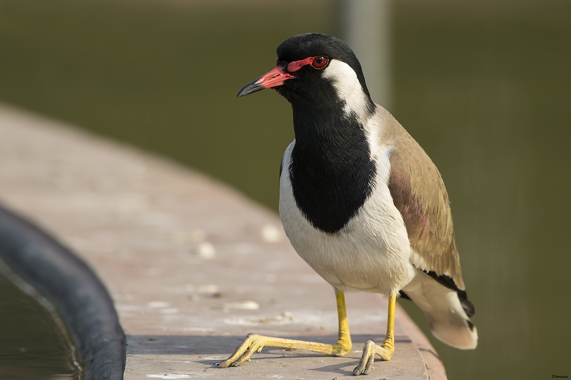 Red-wattled Lapwing