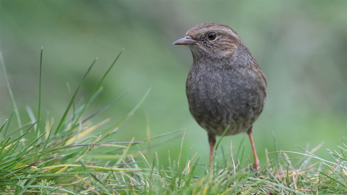 Dunnock