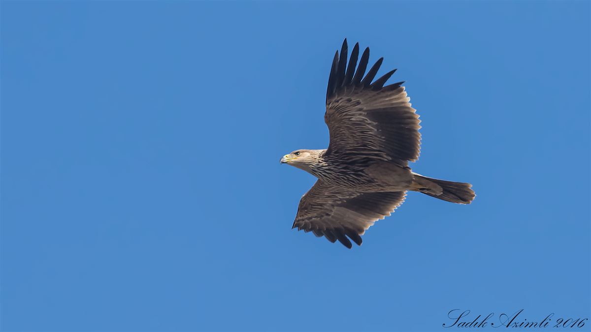 Eastern Imperial Eagle