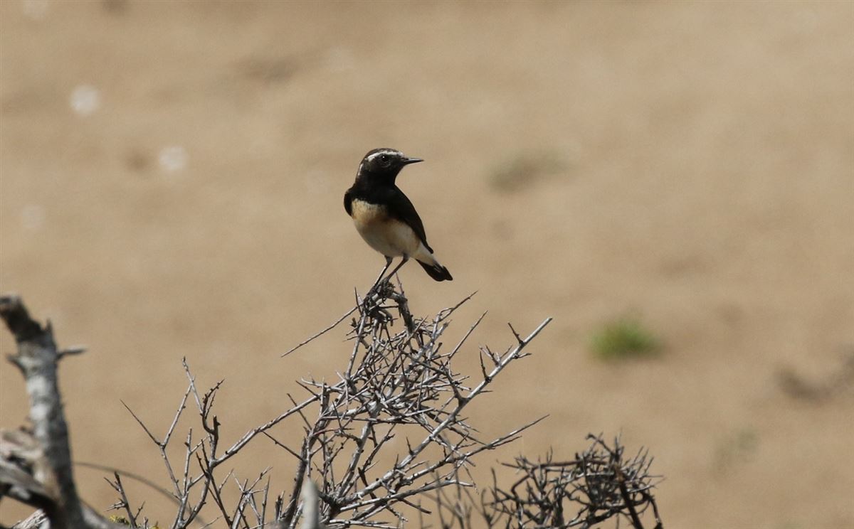 Cyprus Wheatear