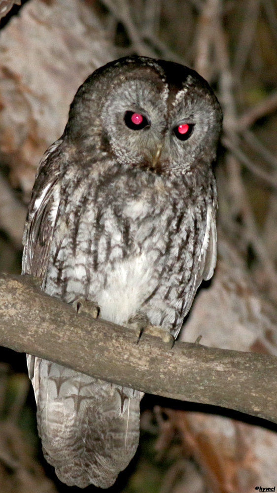 Tawny Owl