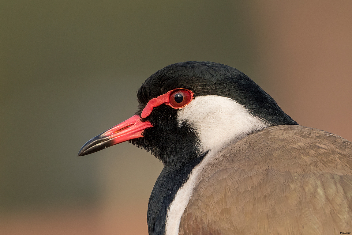 Red-wattled Lapwing