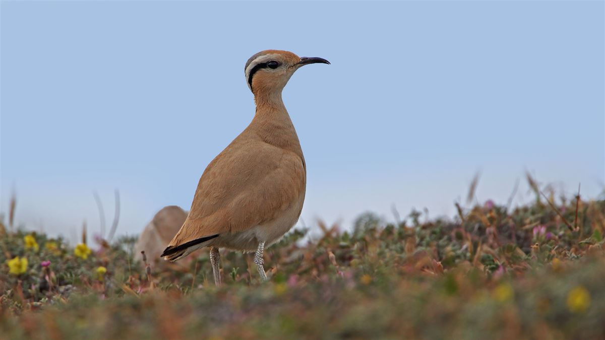Cream-colored Courser