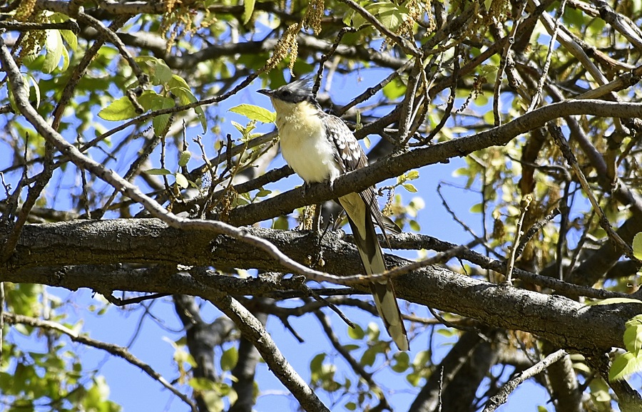 Great Spotted Cuckoo