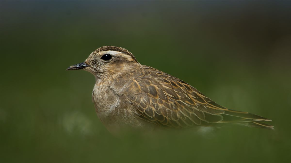 Eurasian Dotterel