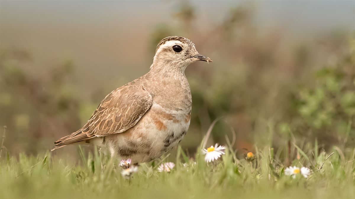 Eurasian Dotterel