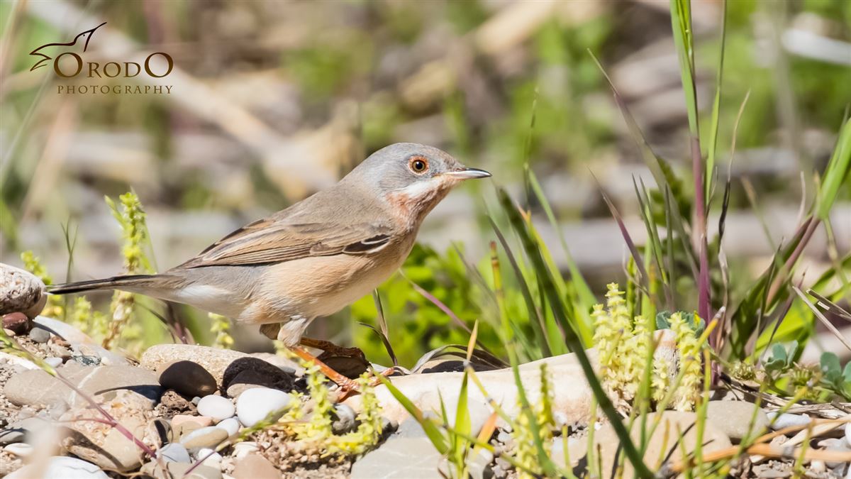 Subalpine Warbler
