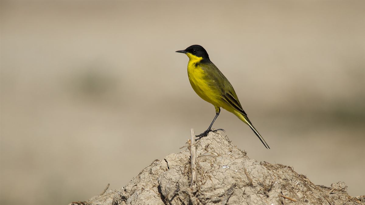 Western Yellow Wagtail