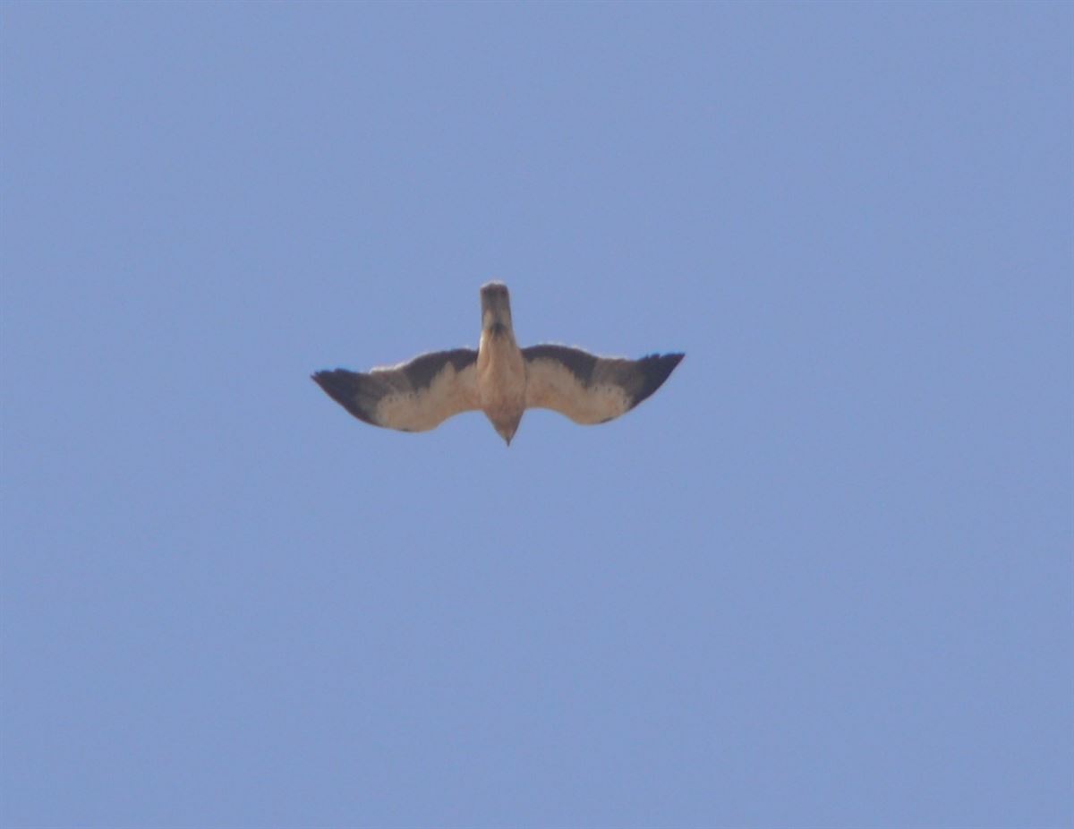Booted Eagle