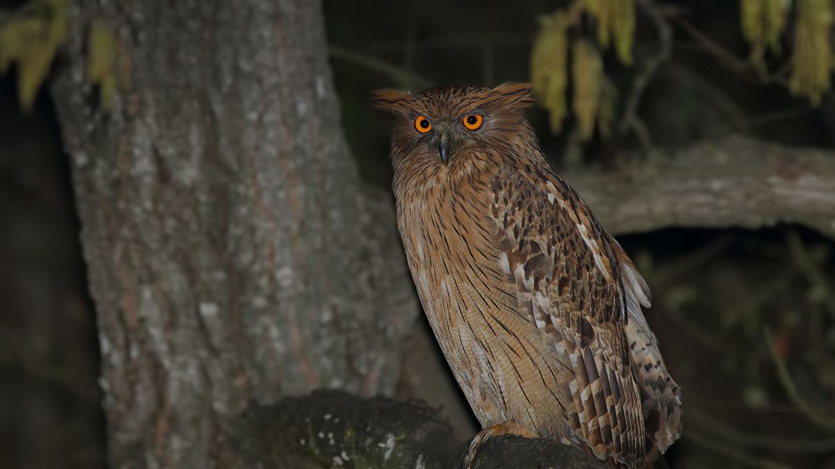 Brown Fish Owl