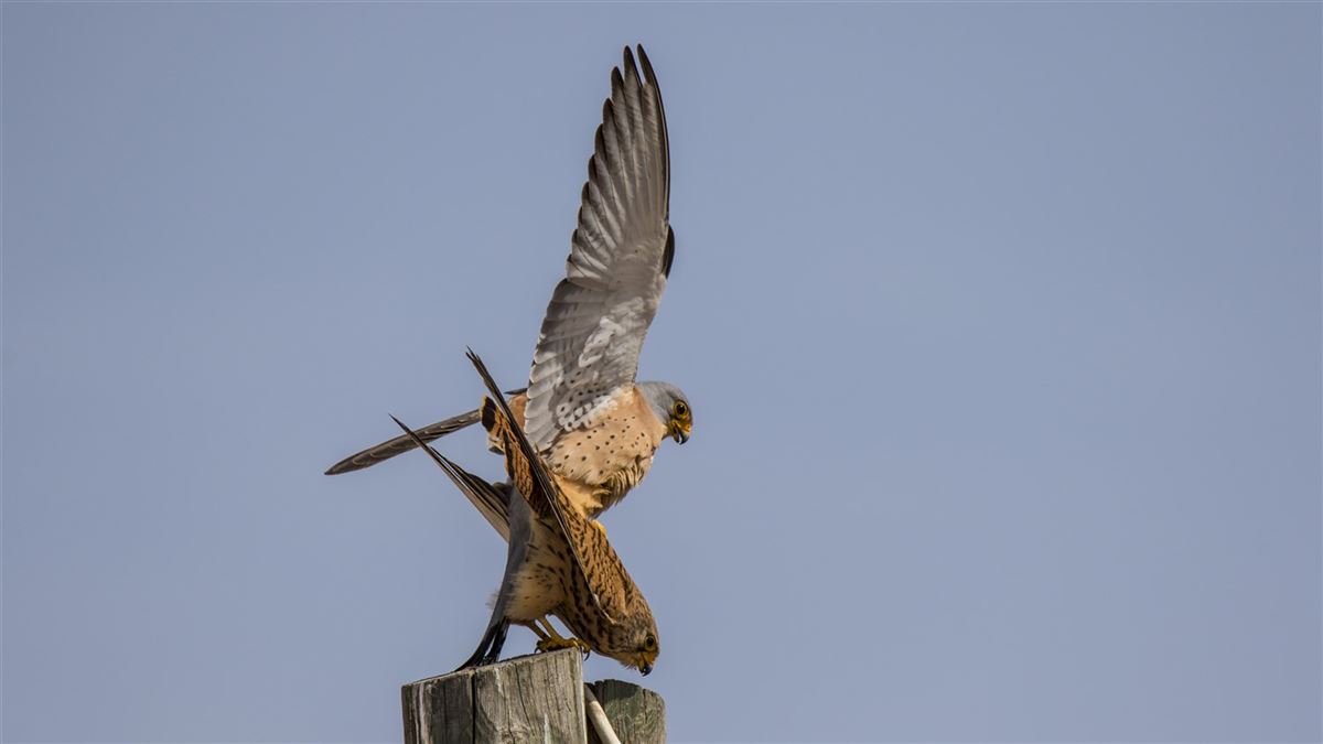 Lesser Kestrel