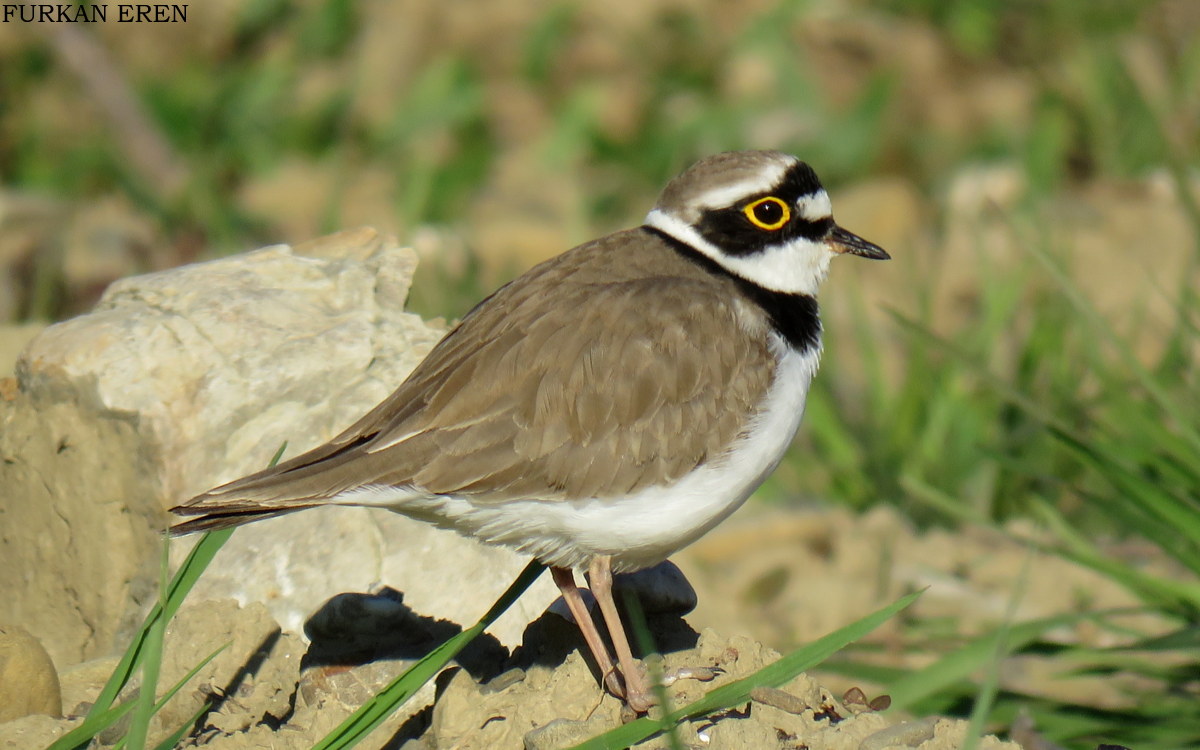 Little Ringed Plover