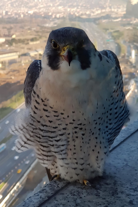 Peregrine Falcon