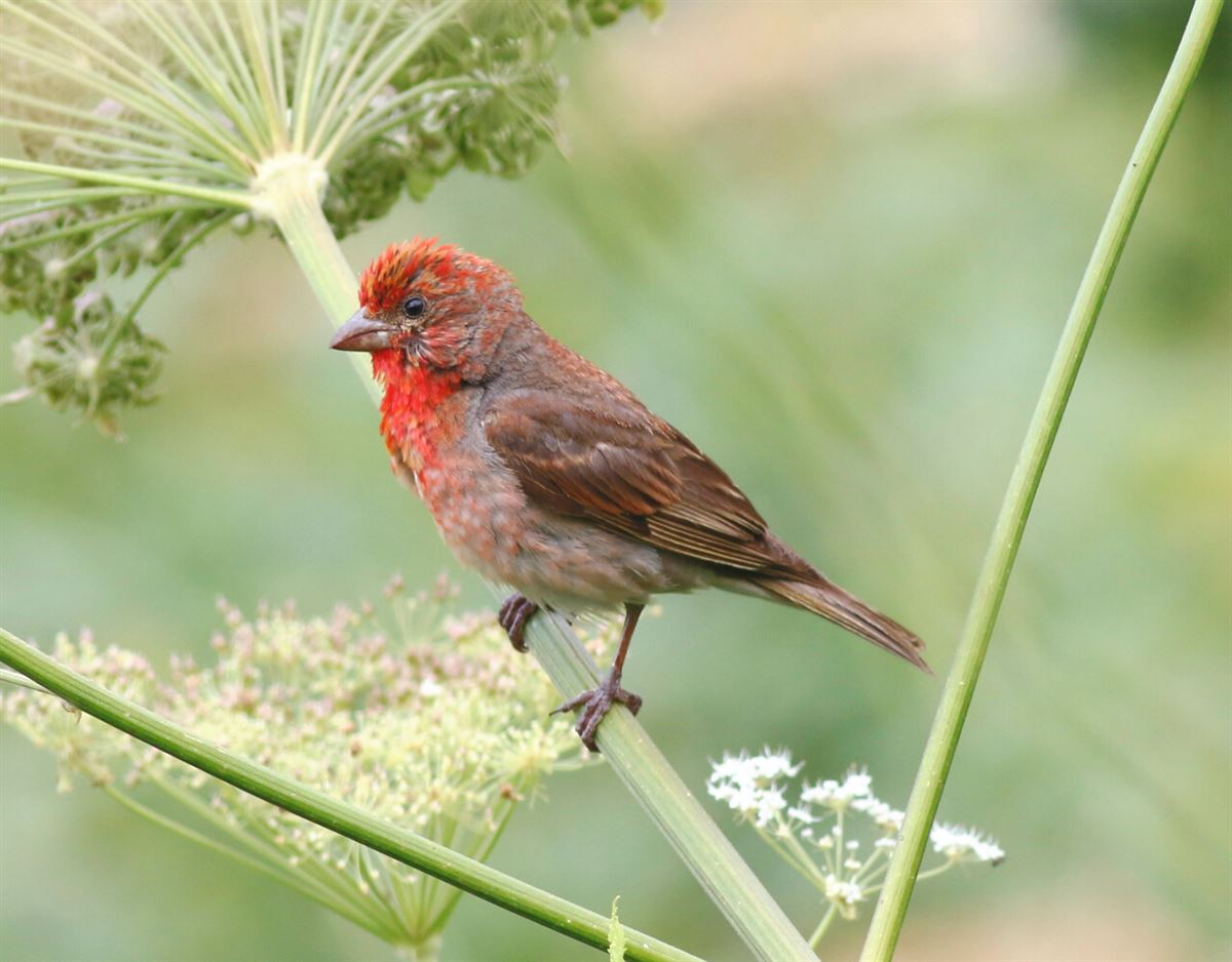 Common Rosefinch