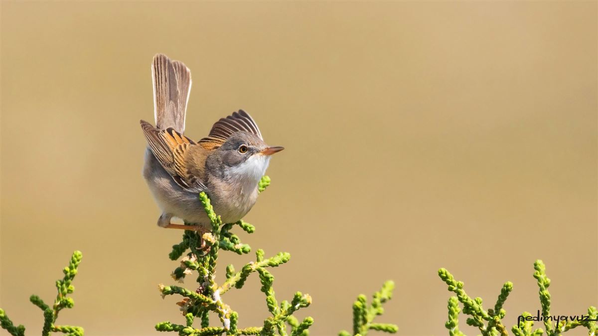 Common Whitethroat