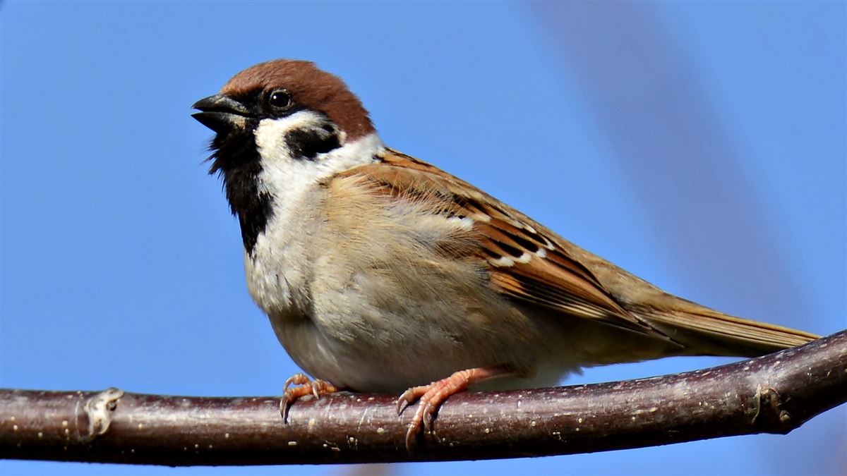 Eurasian Tree Sparrow