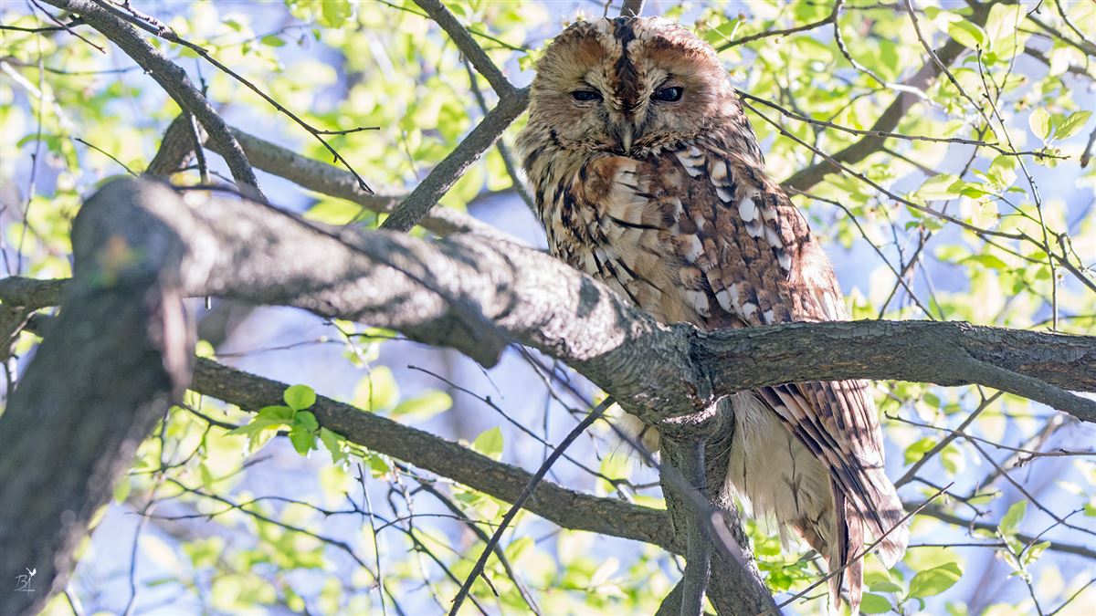 Tawny Owl