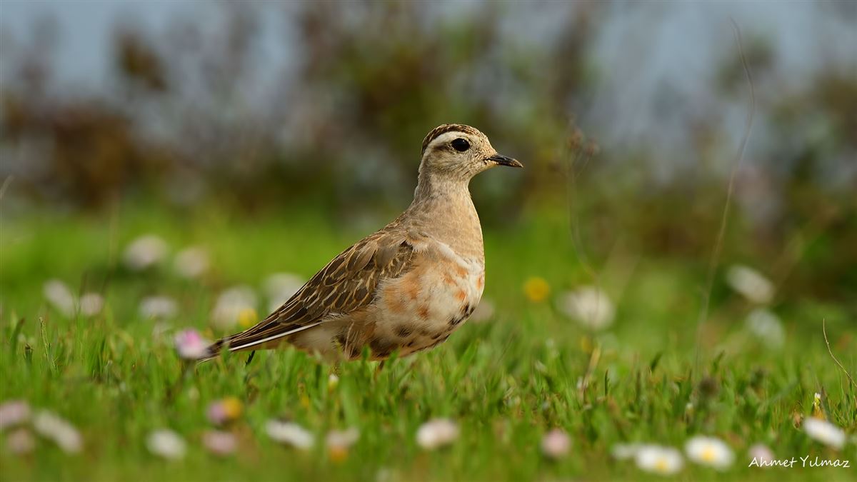 Eurasian Dotterel