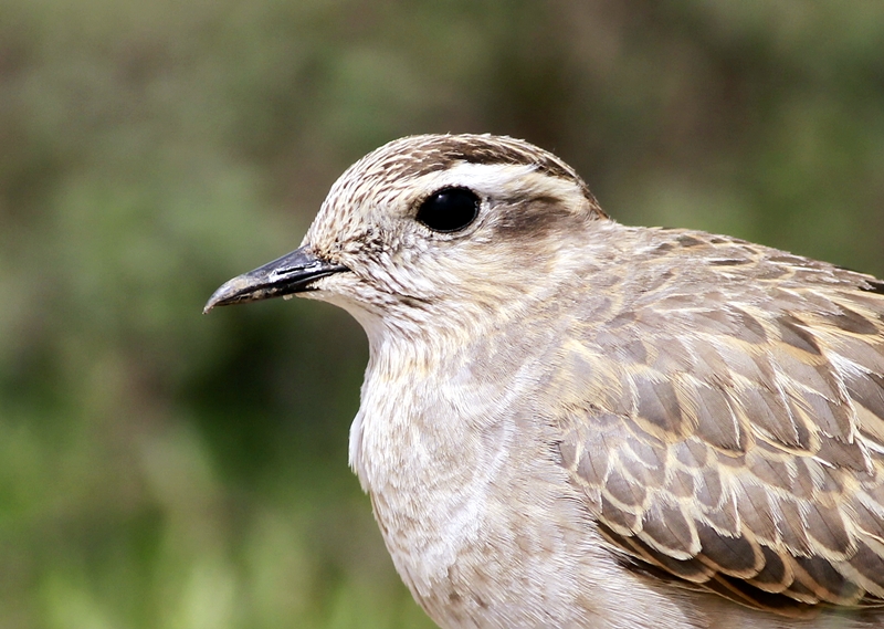 Eurasian Dotterel